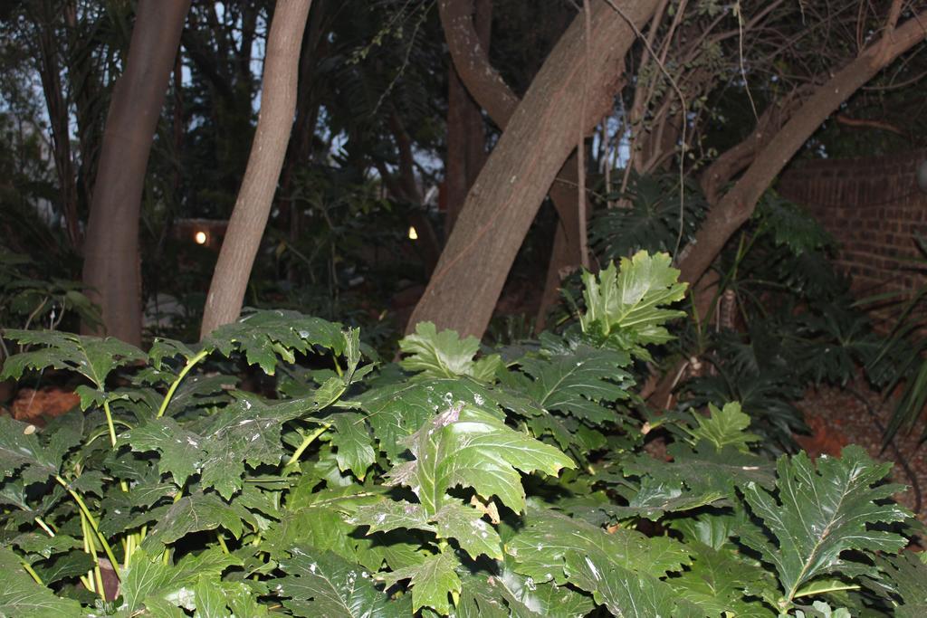 Foreigners Friend Guest House Pretoria-Noord Buitenkant foto